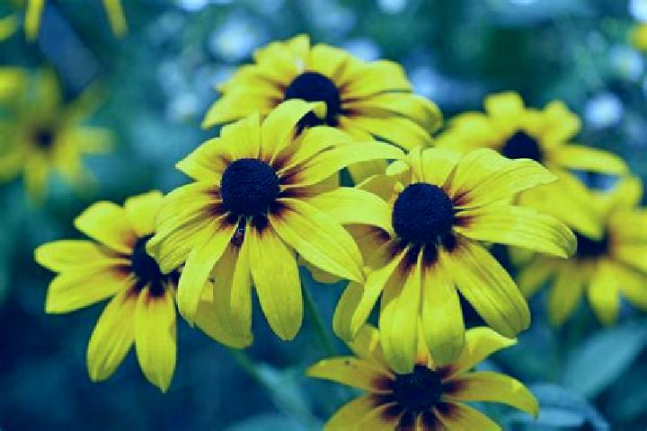 5 Reel Circus slot