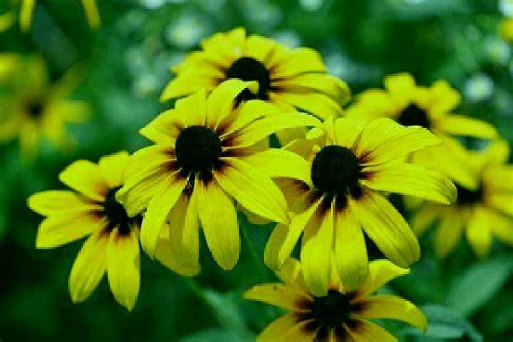 Blackjack Lucky Lucky (Felt Gaming) slot machine
