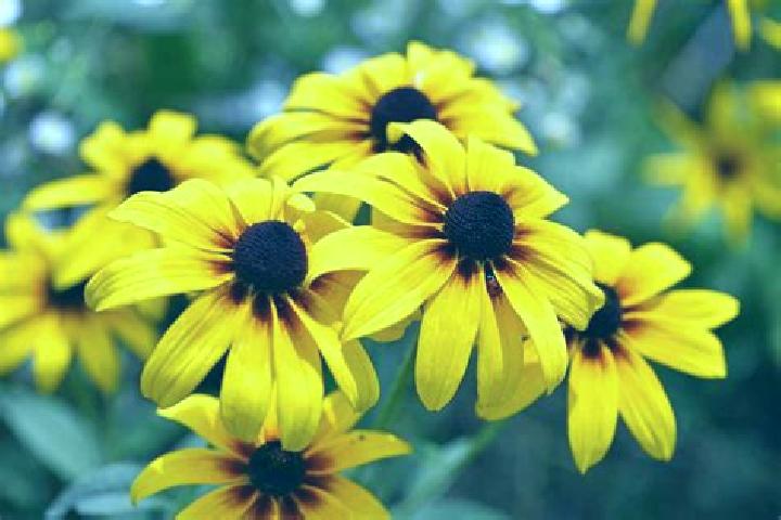 Challenge Fu Lu Shou Xi slot game
