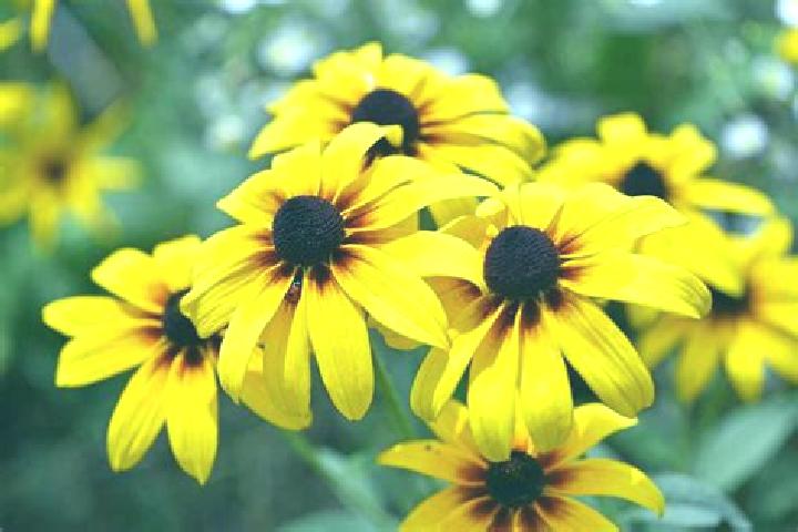 Clover Kingdom slot