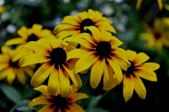 Jomaji slot