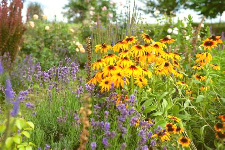 Mondial Champ slot