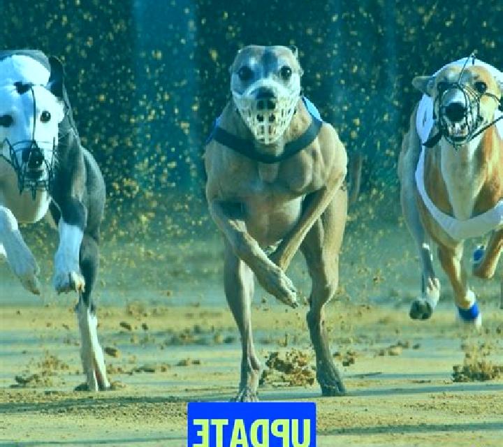One Panda slot machine