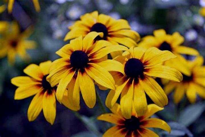 Panda’s Jackpot slot machine