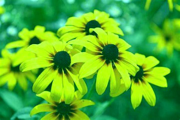 The Groovy Sixties slot machine